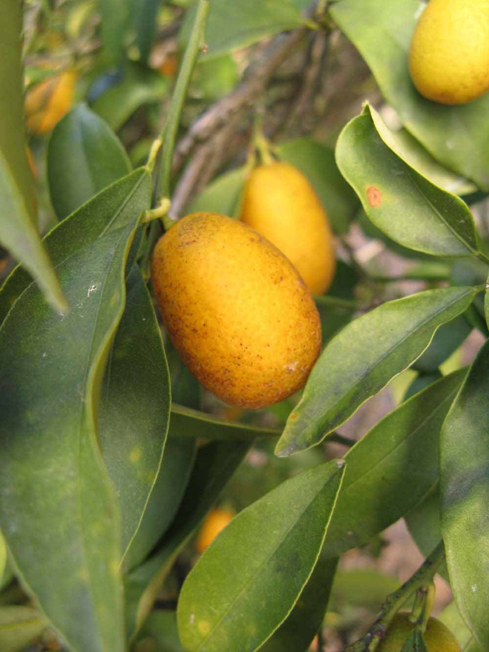              Fruit (Winter Haven, FL)       